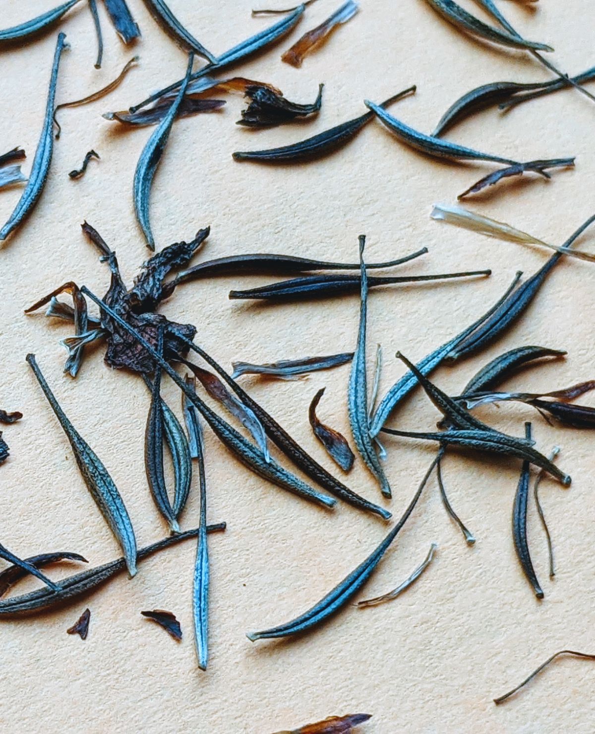 Lots of Cosmos Seeds on a piece of construction paper