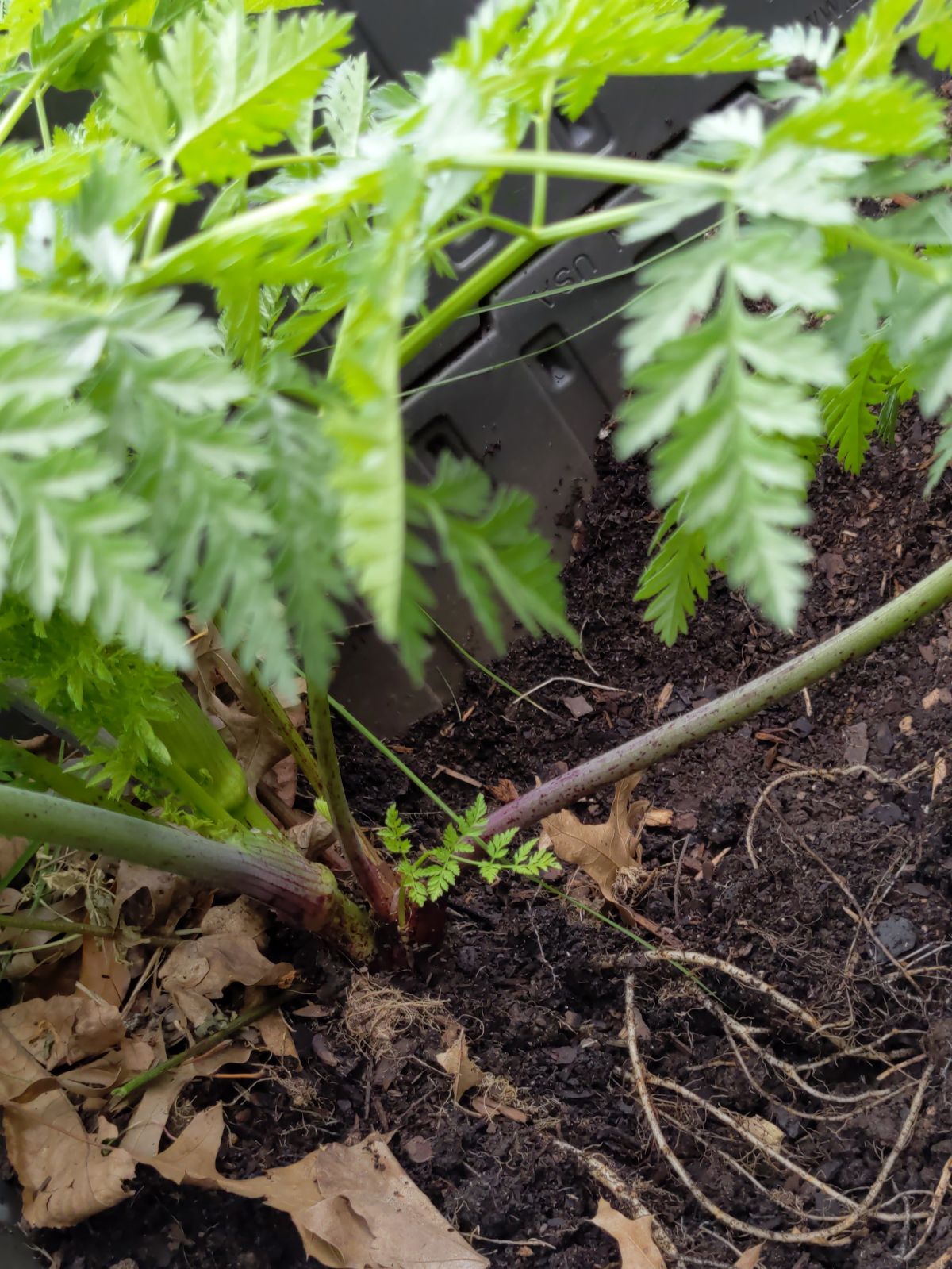 Bright green poison hemlock leaves growing from the base of the purple stemmed plant