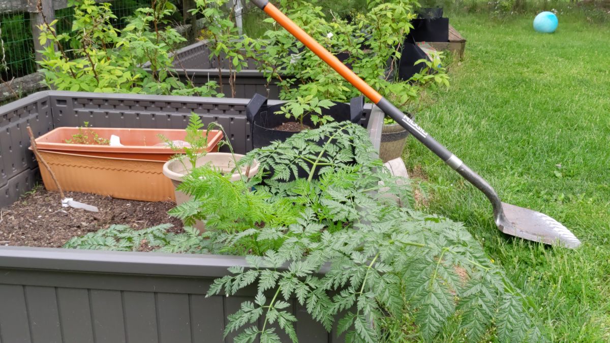 Raised garden bed with poison hemlock and a shovel leaning on the edge of the garden bed