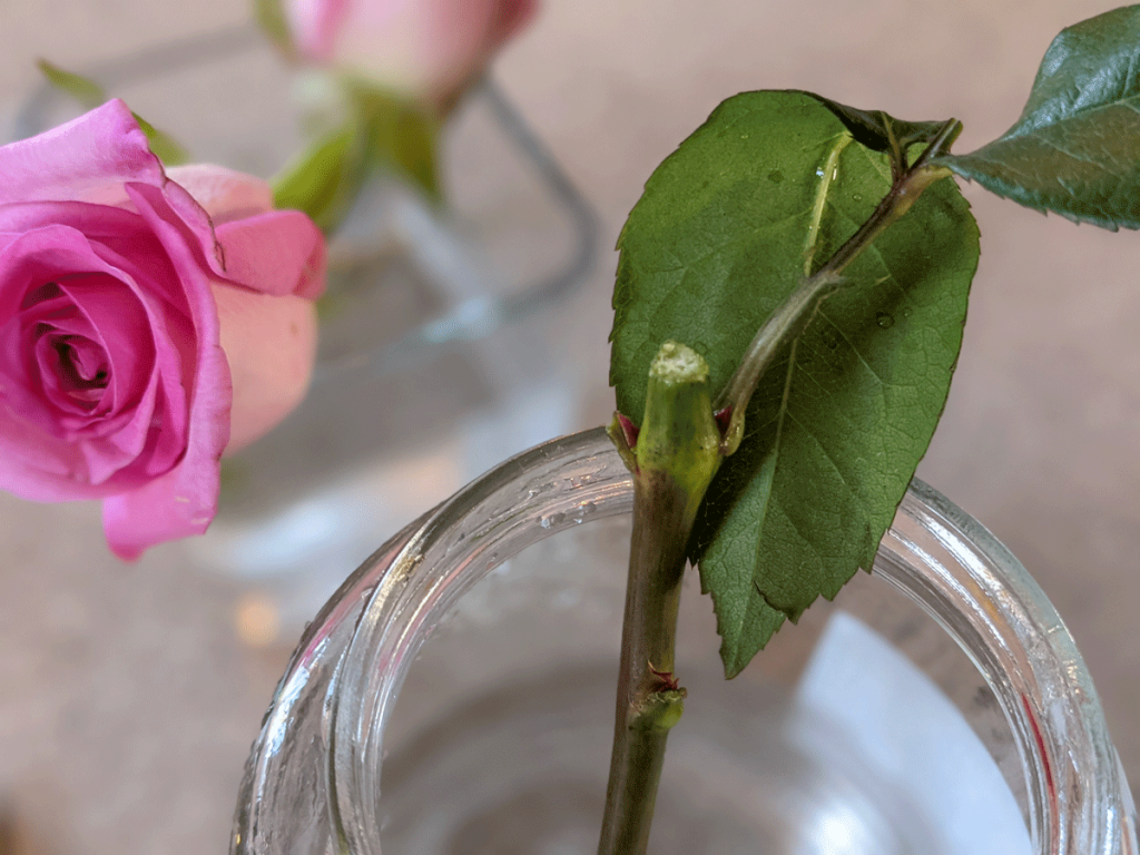 Growing Roses from Cuttings - Rose cutting in a glass jar with a pink rose in the background