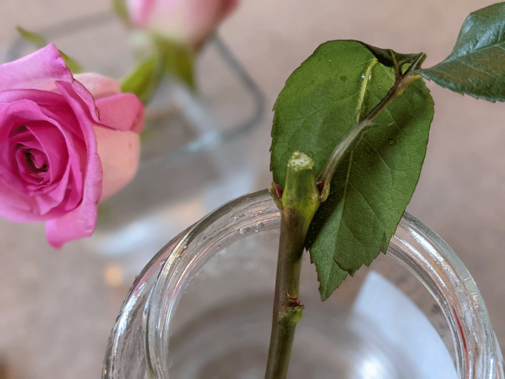 Grow roses from cut flowers 7 Growing Roses from Cuttings - Rose cutting in a glass jar with a pink rose in the background