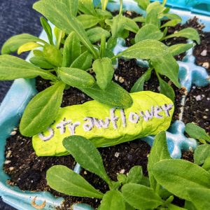 Growing Strawflower from Seeds | Everlasting Flower