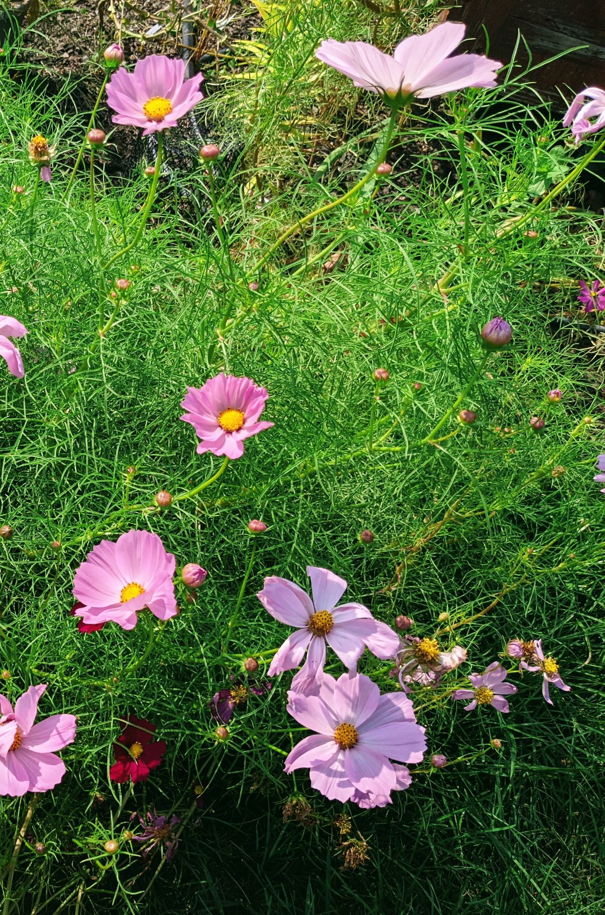 Cosmos growing tall and reaching toward the sun