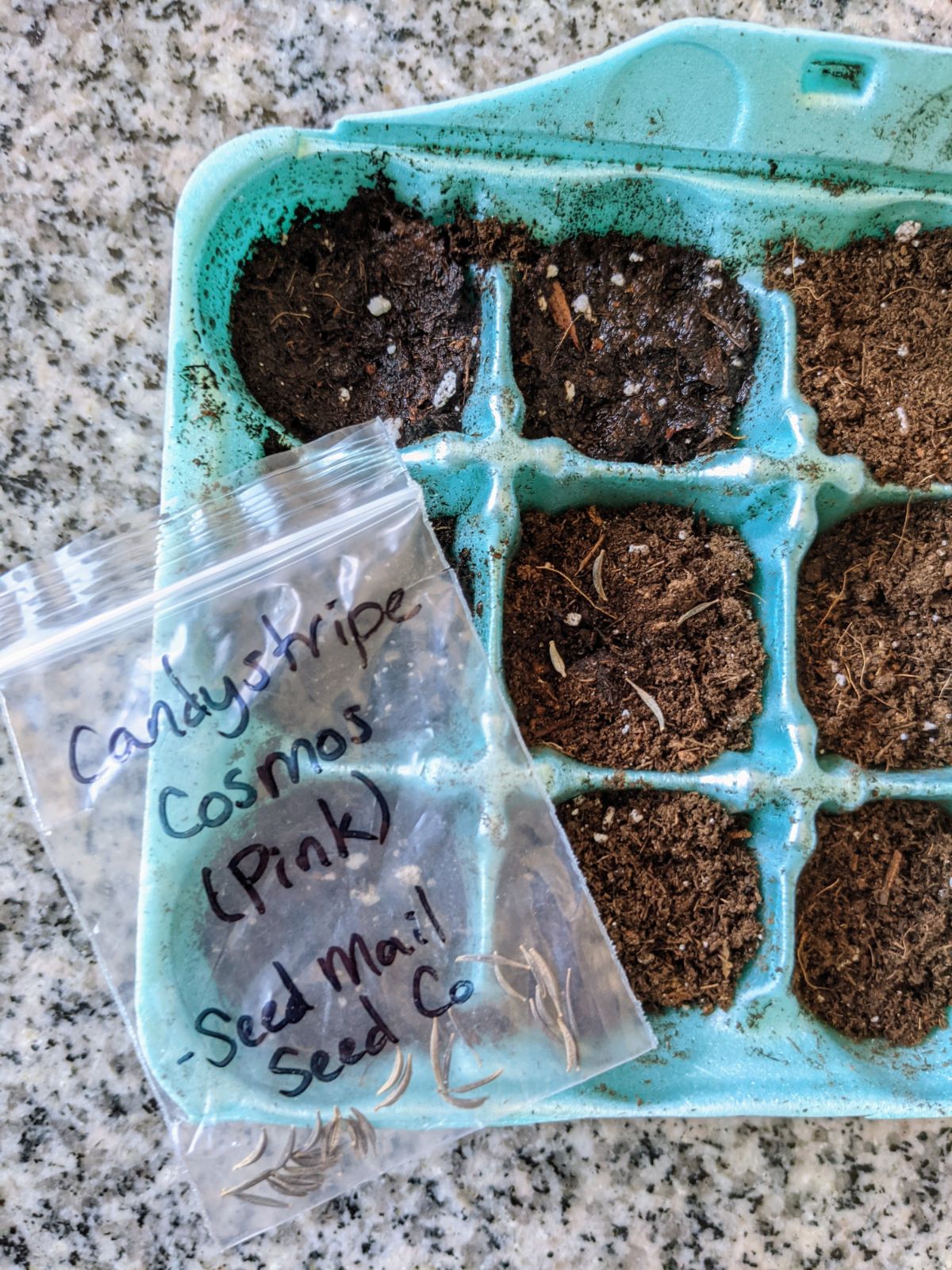 Planting Cosmos seeds in egg carton with soil