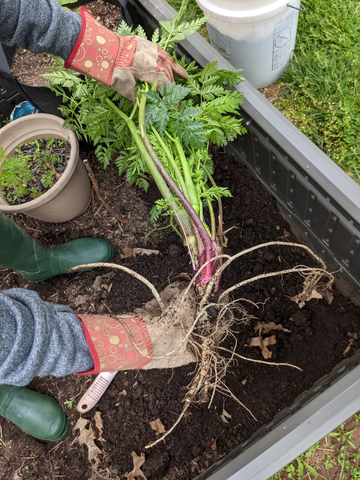 Gardener holding poison hemlock plant in gloved hands over a raised garden bed filled with soil