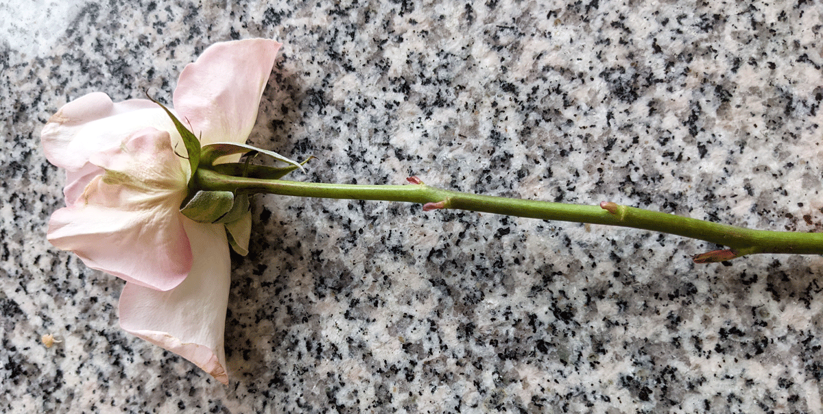 Light Pink Rose for Propagation of Fresh Cut Flowers Rooting in Water - Note the New Growth on the Leaf Nodes