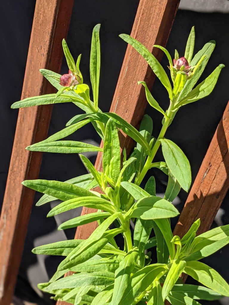 Pink Strawflowers growing tall in the garden, 2021