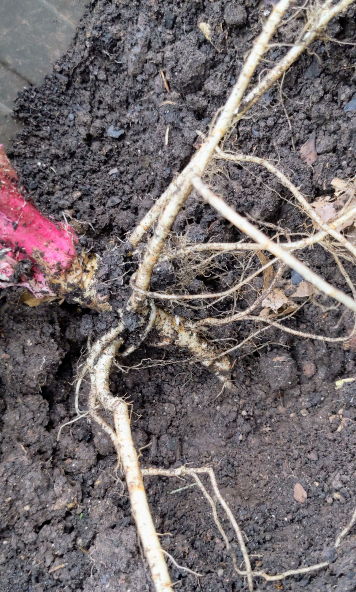 Poison hemlock root system revealed in a raised garden bed