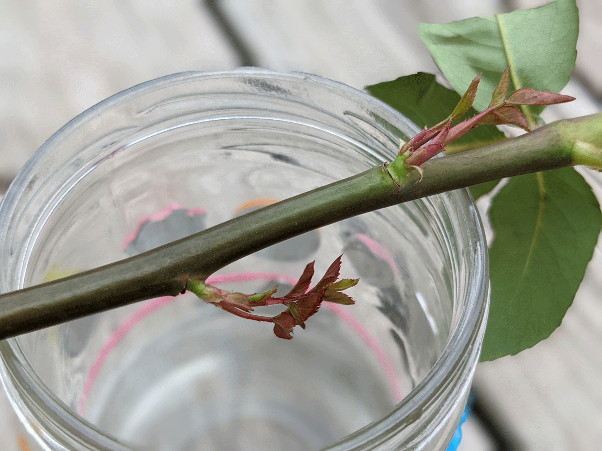 New Red Leaves on a Rose Cutting Propagating in Water, Stem Lying Across a Glass Jar with red and green foliage