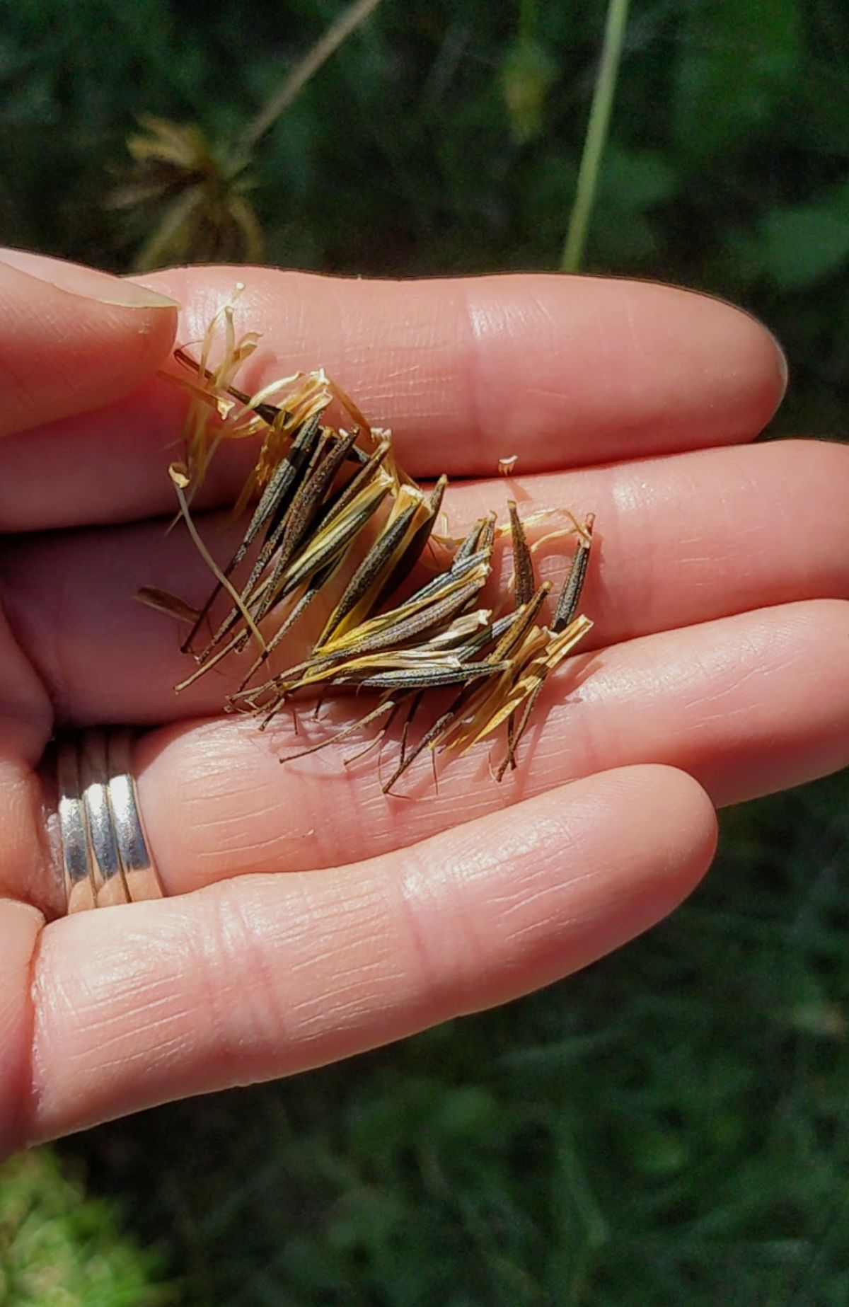 Getting ready to direct sow cosmo seeds - hand holding many seeds