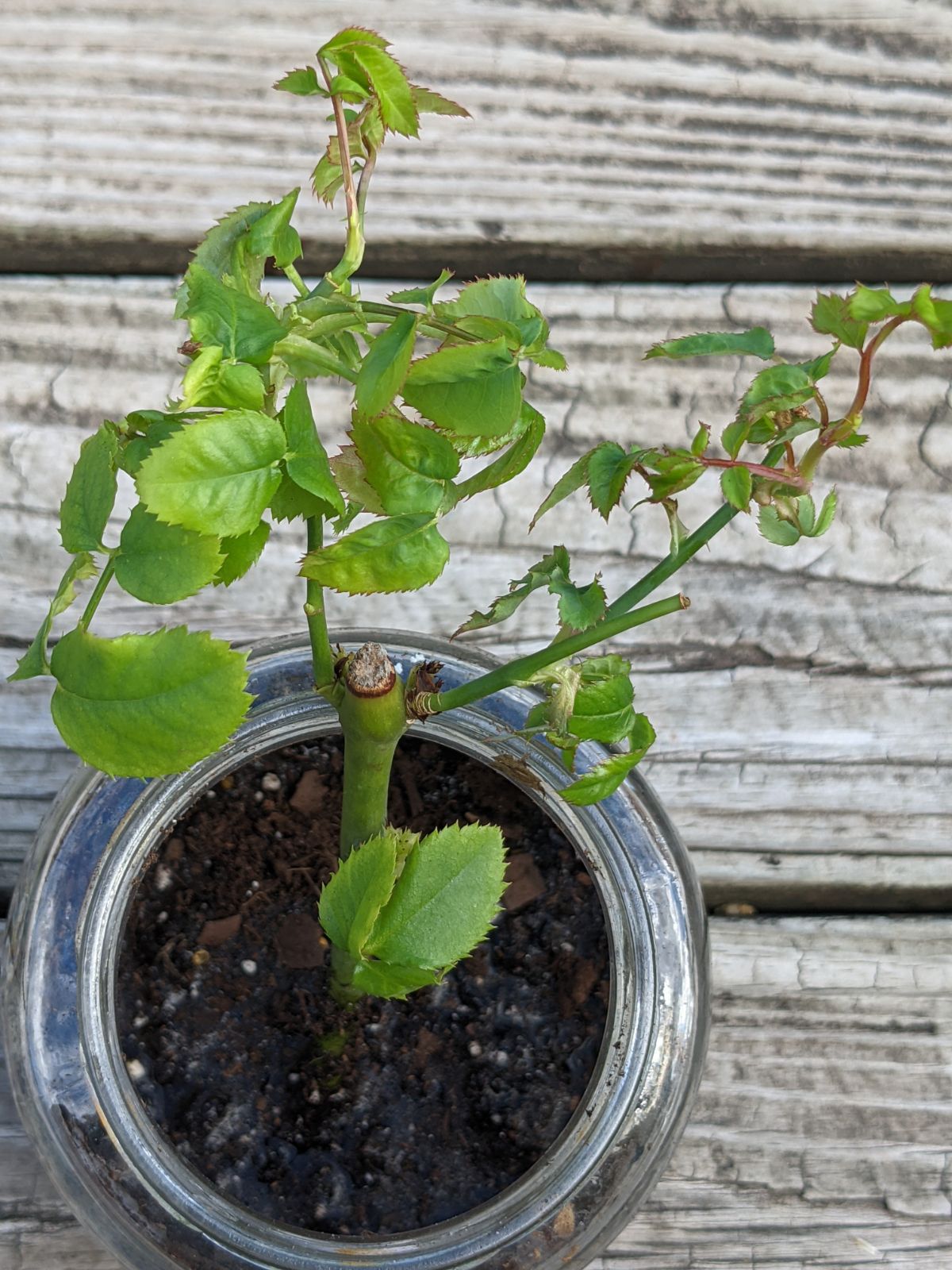 Rooted rosebush growing in a glass jar with soil and water, lots of green foliage