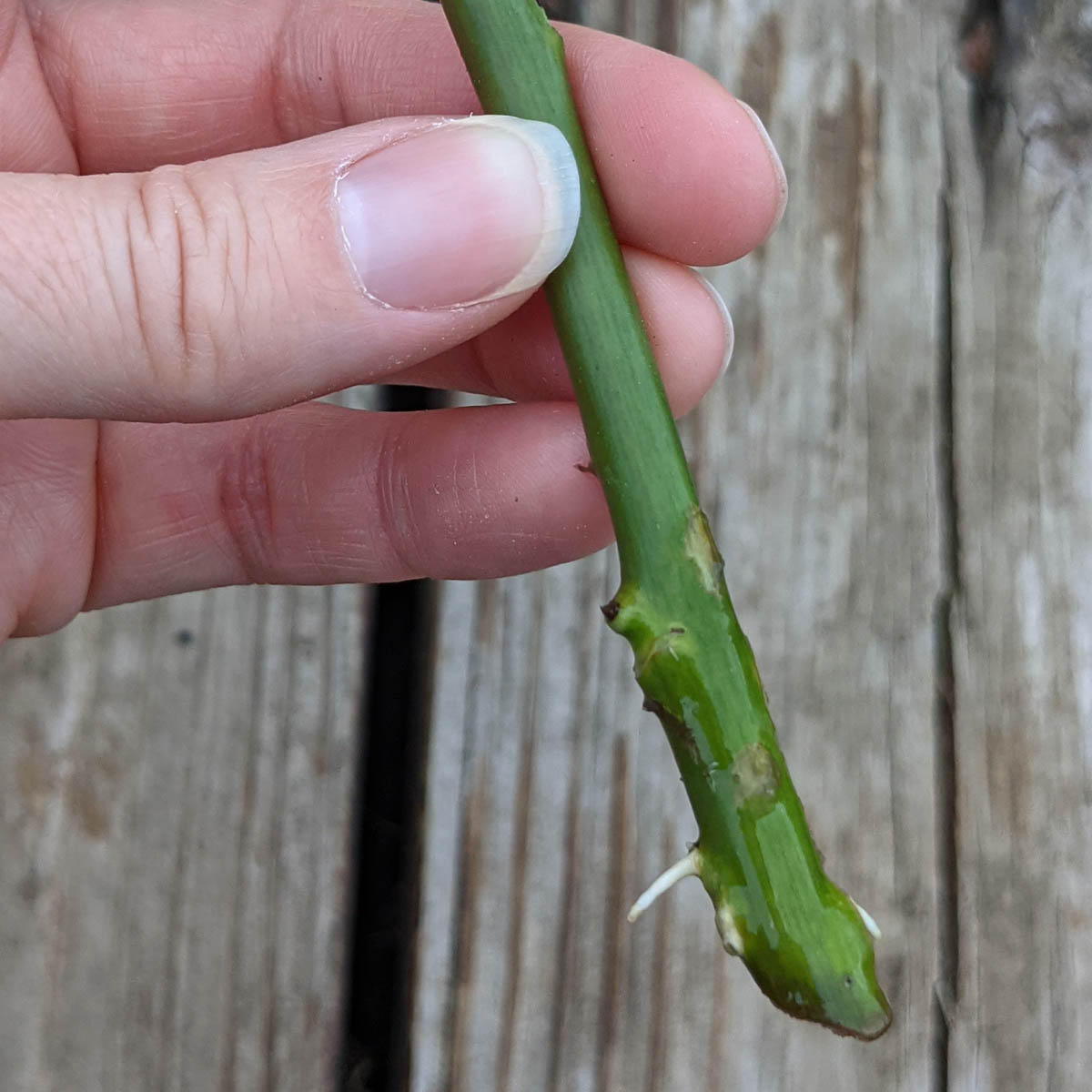 Rooting Roses in Water - White Roots forming on Rose Cutting in front of a wooden deck with woman's hand holding the stem