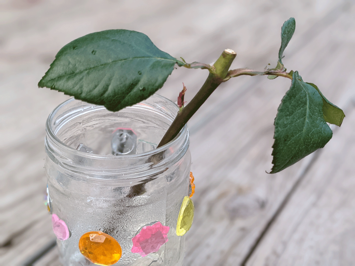 Fresh Cut Rose Cuttings in a Glass Jar with Rhinestones for Rooting Cuttings in Water on a Wooden Deck