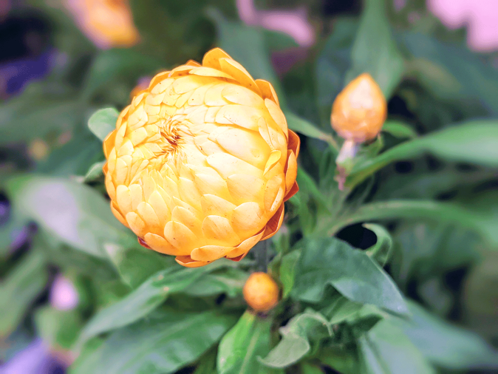 Yellow Strawflower Bloom about to Open
