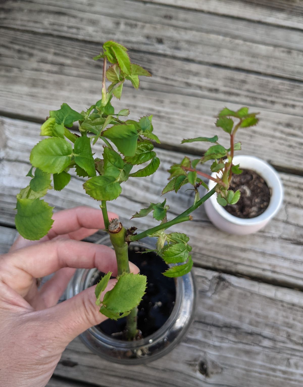 Hand holding successfully rooted rose cuttings in a glass jar with soil