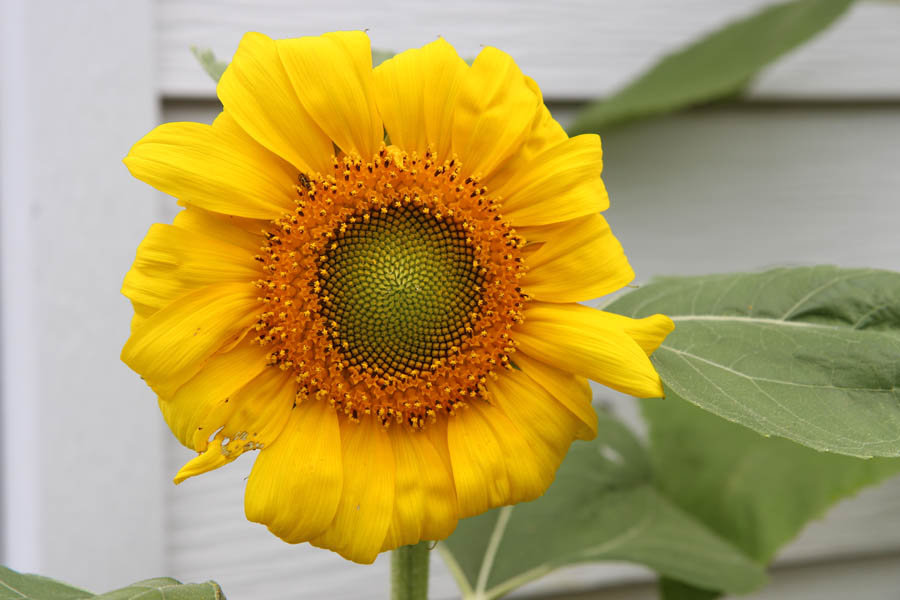 Dwarf Sunspot Sunflower Closeup along white siding of a house