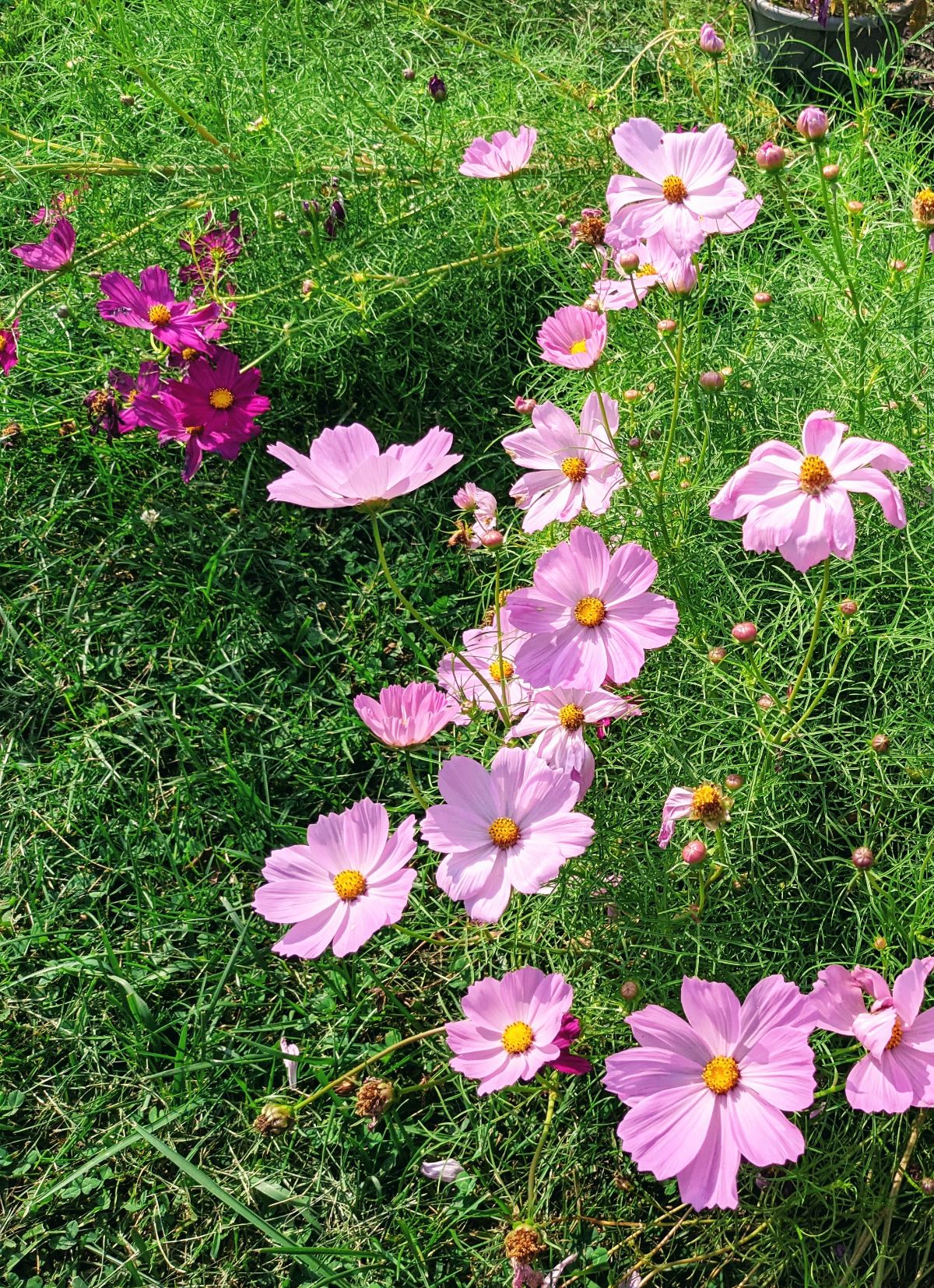 Tall purple and pinkish lavender cosmos in our 2021 garden