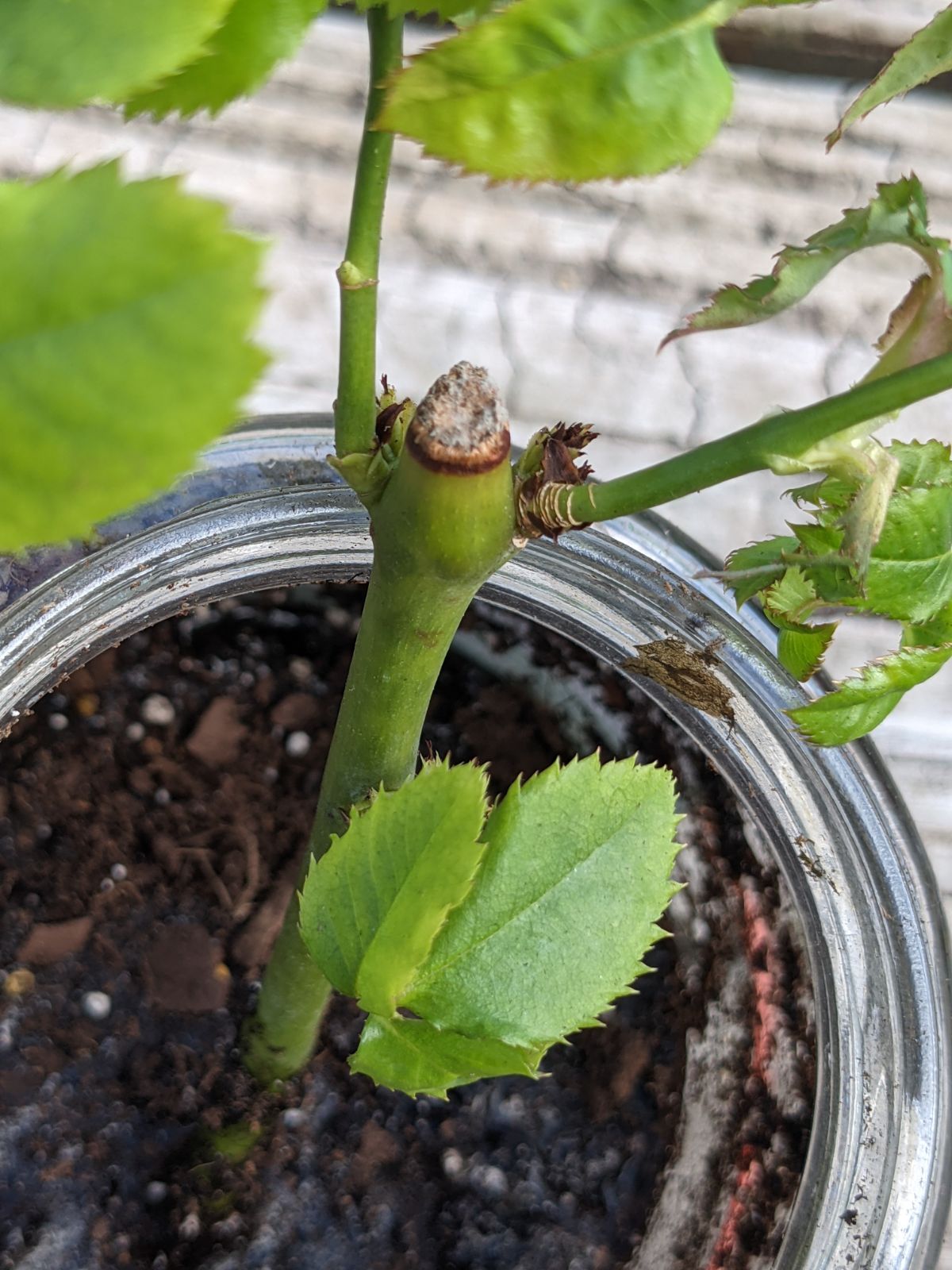 Transitioning rooted rose cutting to soil by adding soil and fresh water in jar