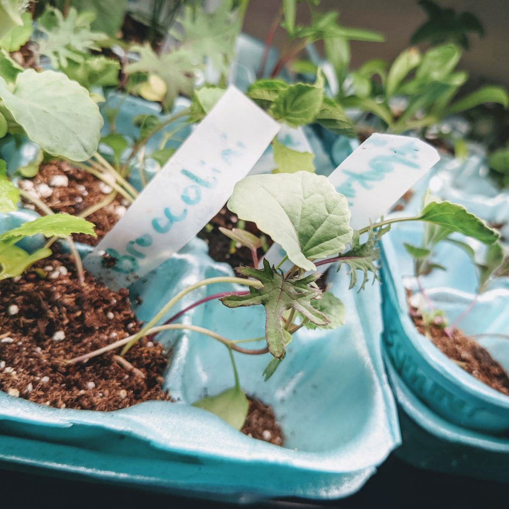 What is Broccolini - Here is a broccolini seedling of the popular broccoli hybrid in an egg carton with potting soil.