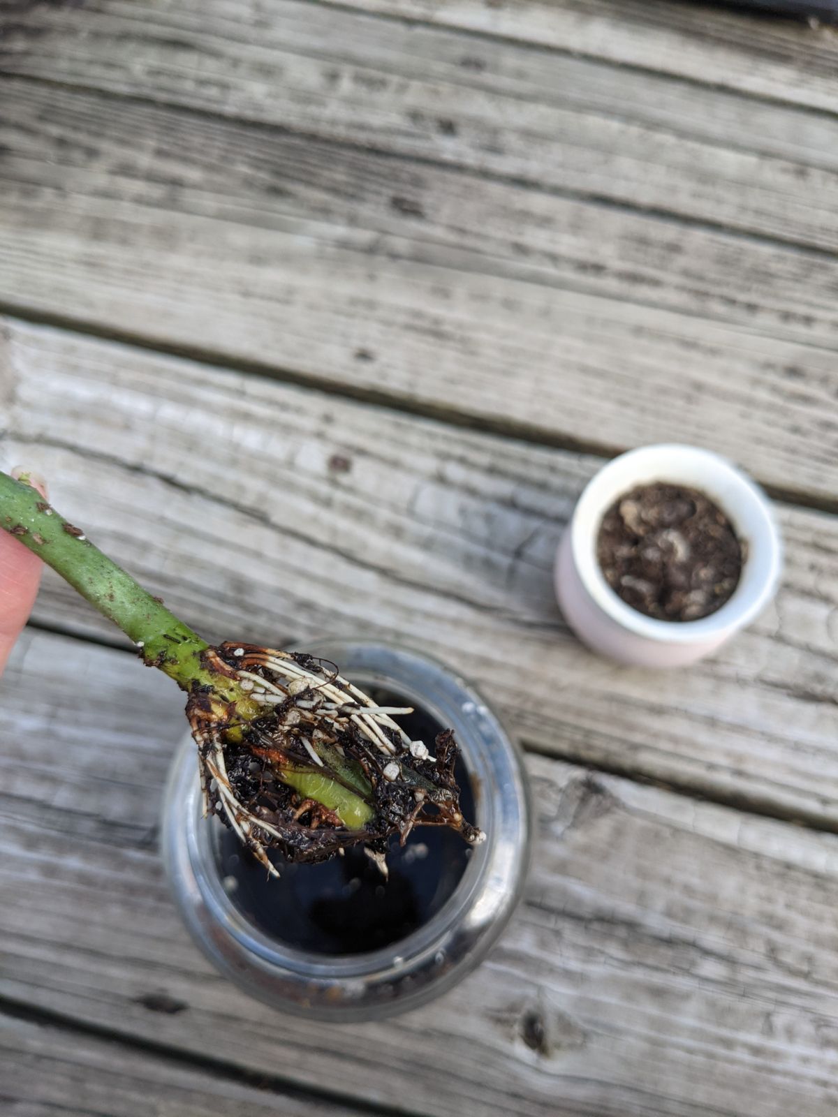 Lots of white roots on a rooted rose bush clipping