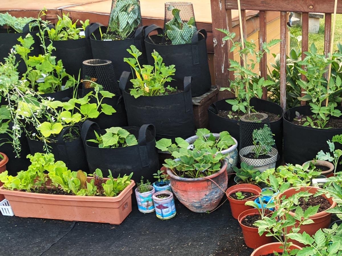 Wire wastebaskets make excellent cloches