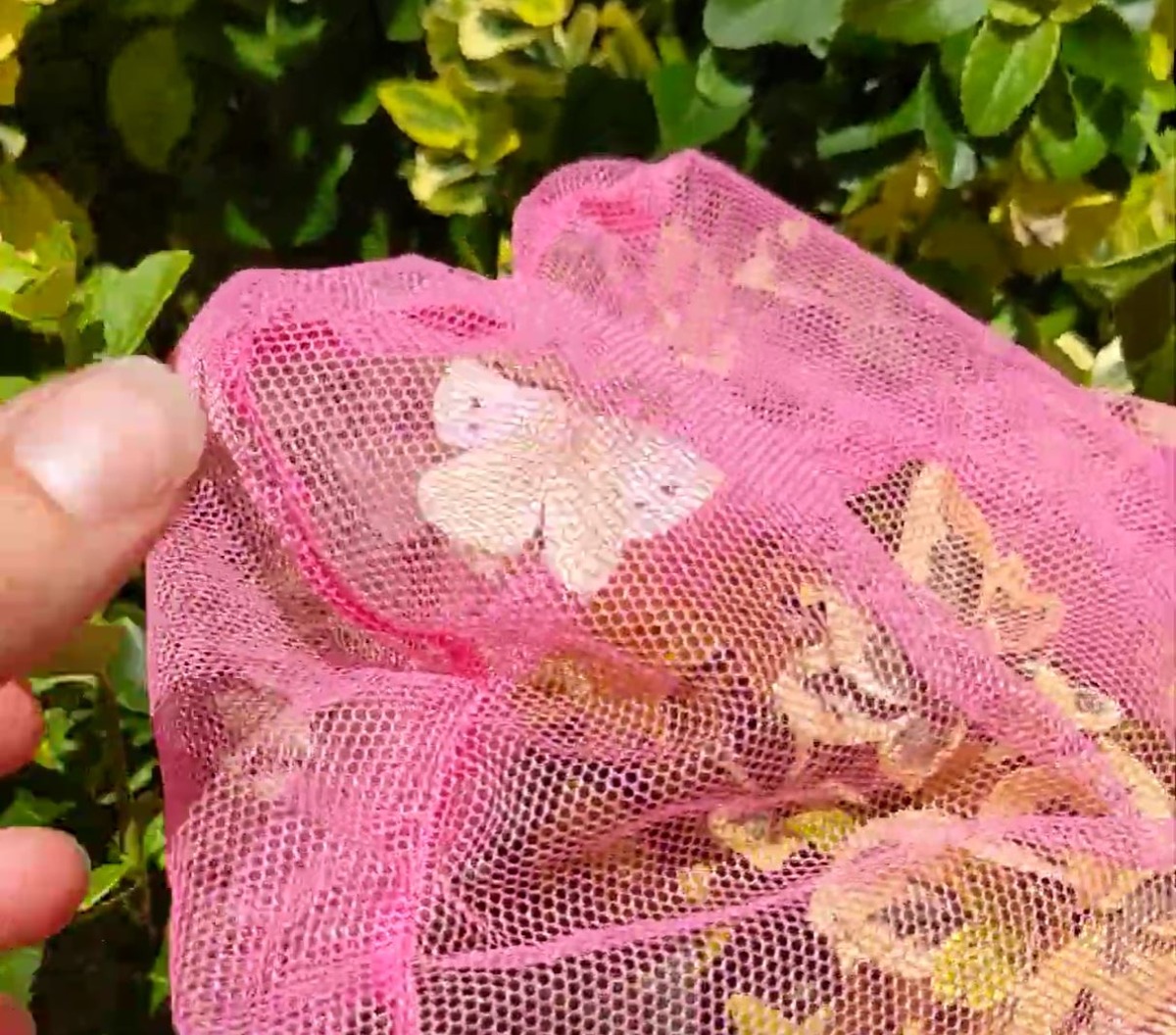 Cabbage Moth inside a pink butterfly net