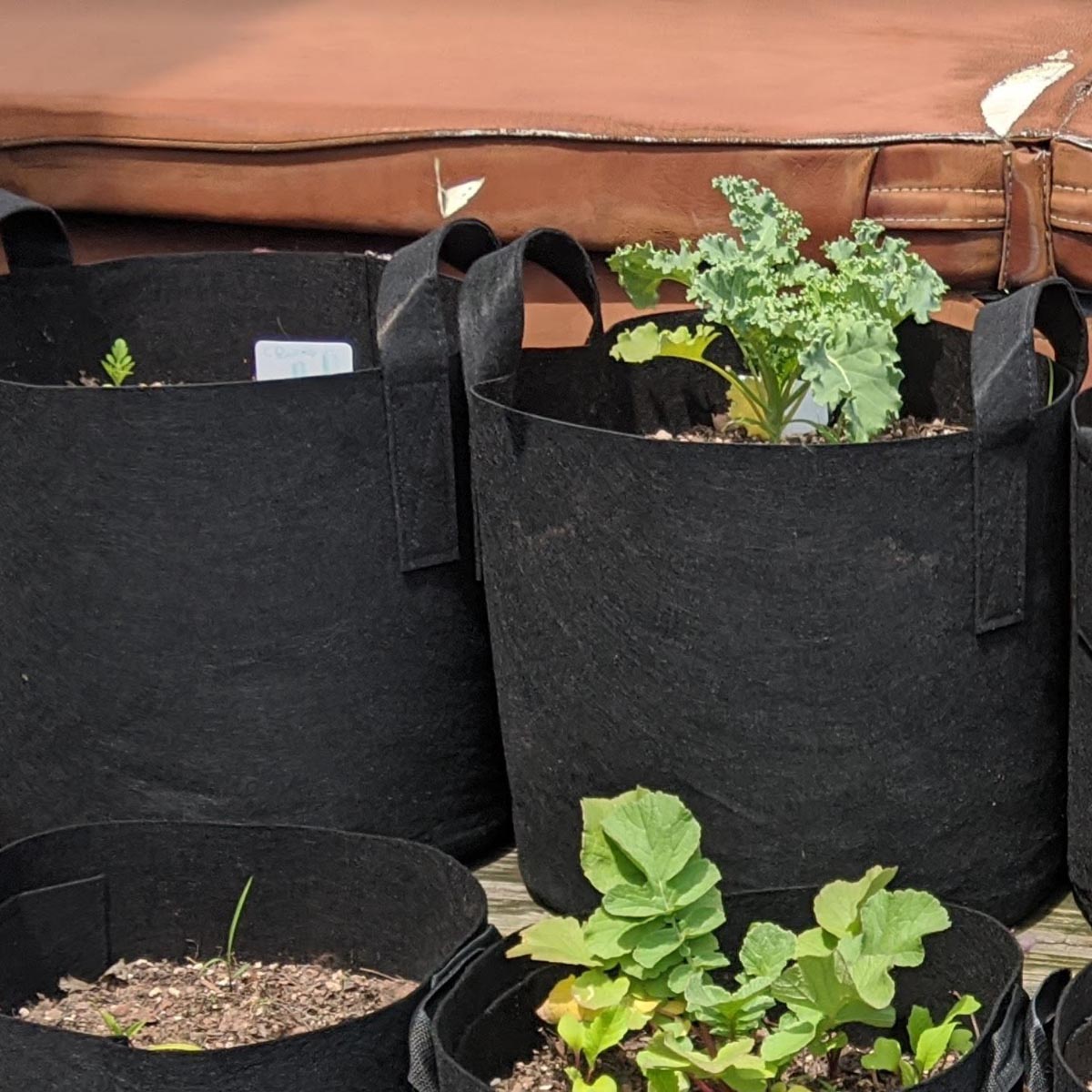 The cabbage white butterfly lays its eggs on brassicas and decimates entire crops. Here it is shown near a kale plant in a grow bag.