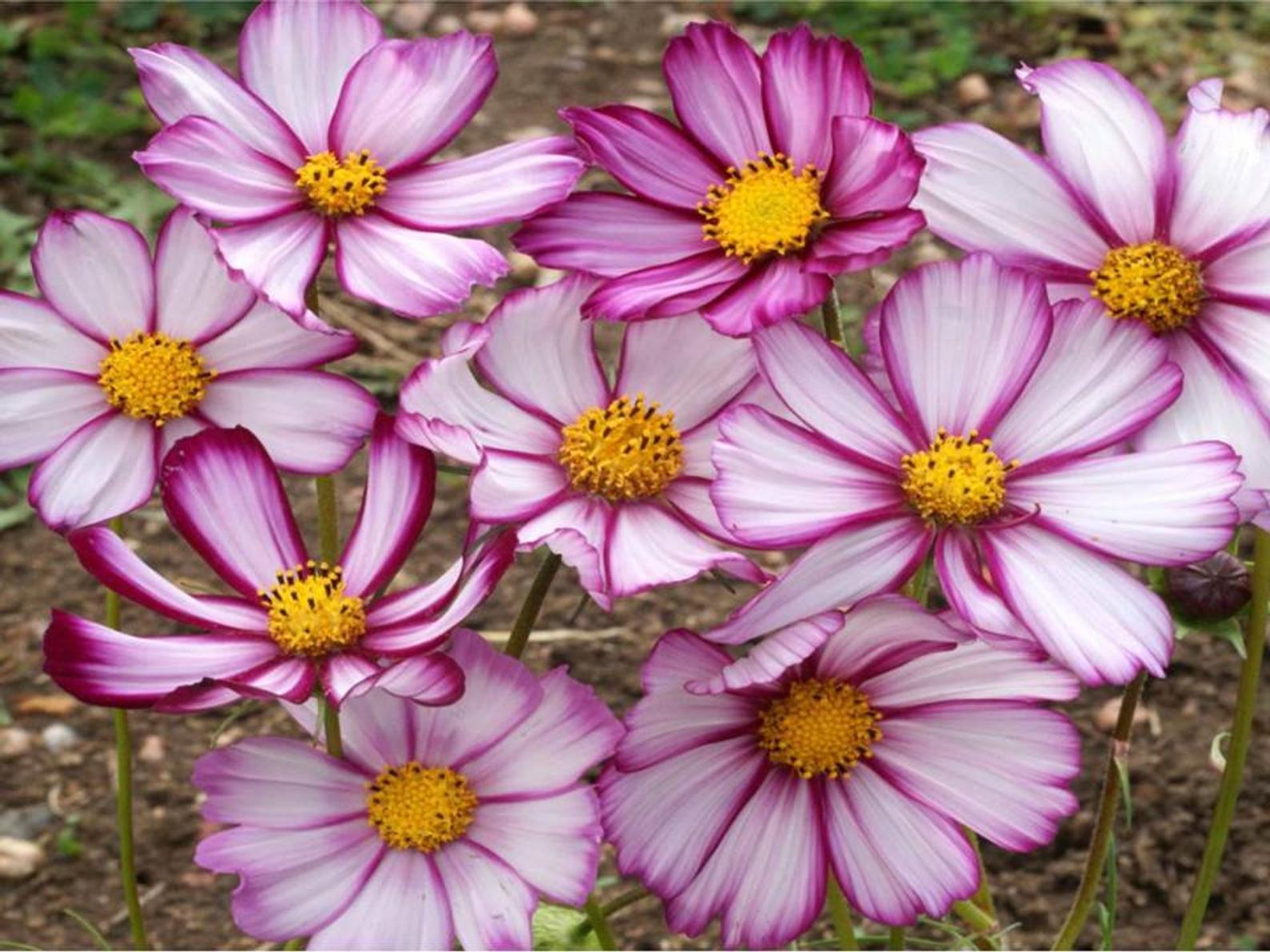 Beautiful cosmos picotee flowering with white petals and pinkish purple edges. Available for sale at Etsy - photo courtesy of seller, ZellajakeFarmGarden. https://tidd.ly/3z5hWPu