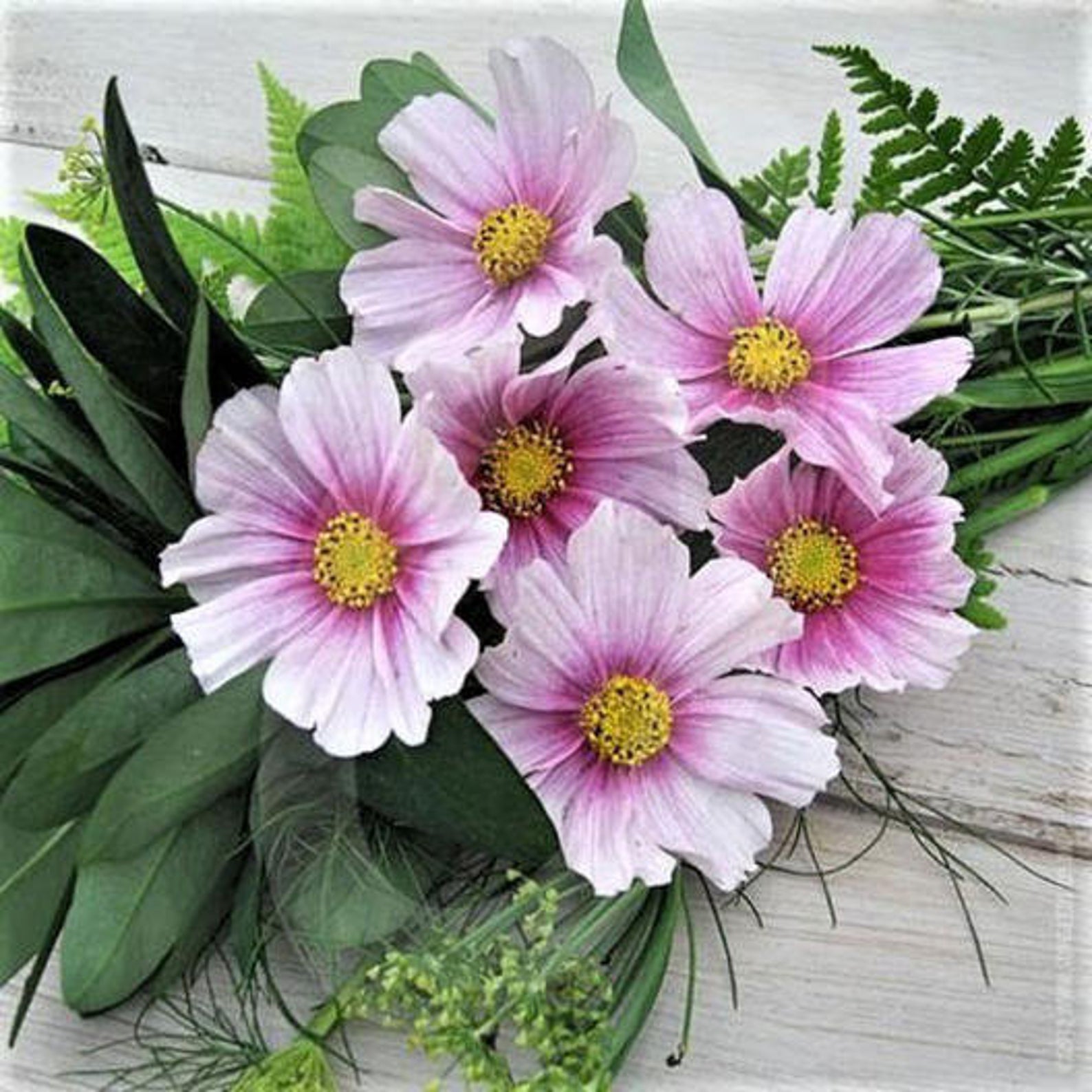 Daydream Cosmos Seeds - beautiful white with pink and yellow centers, available for sale on Etsy. Photo courtesy of seller, DaisyHeader. https://tidd.ly/3iikcgp