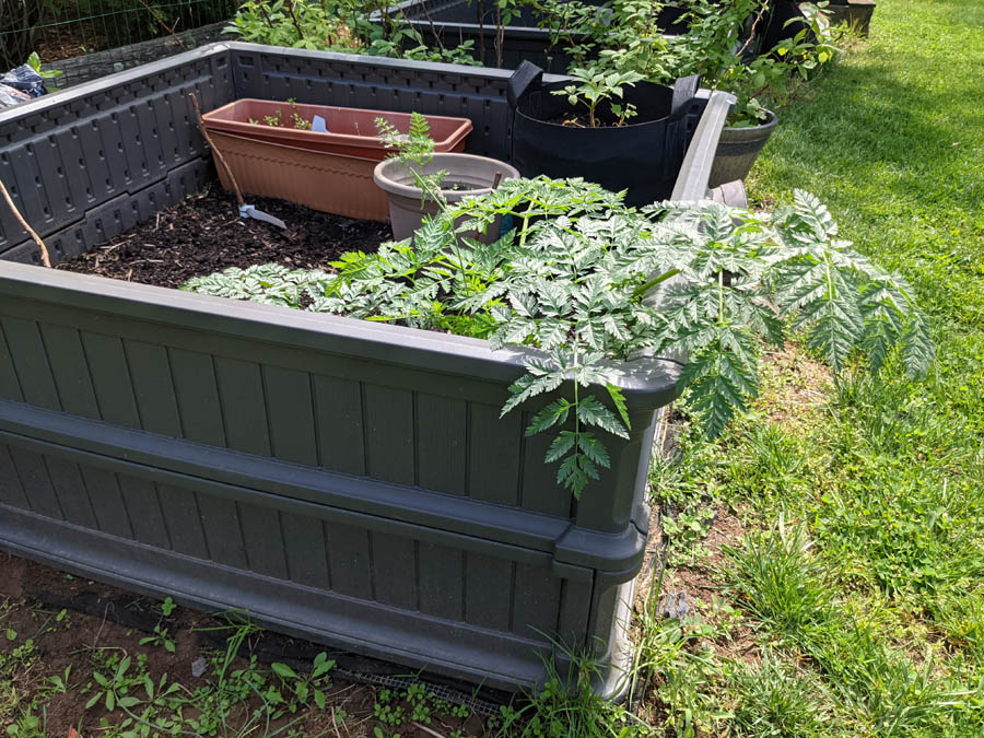 Deadly Poison Hemlock Weed very Leafy in Raised Garden Bed in Backyard