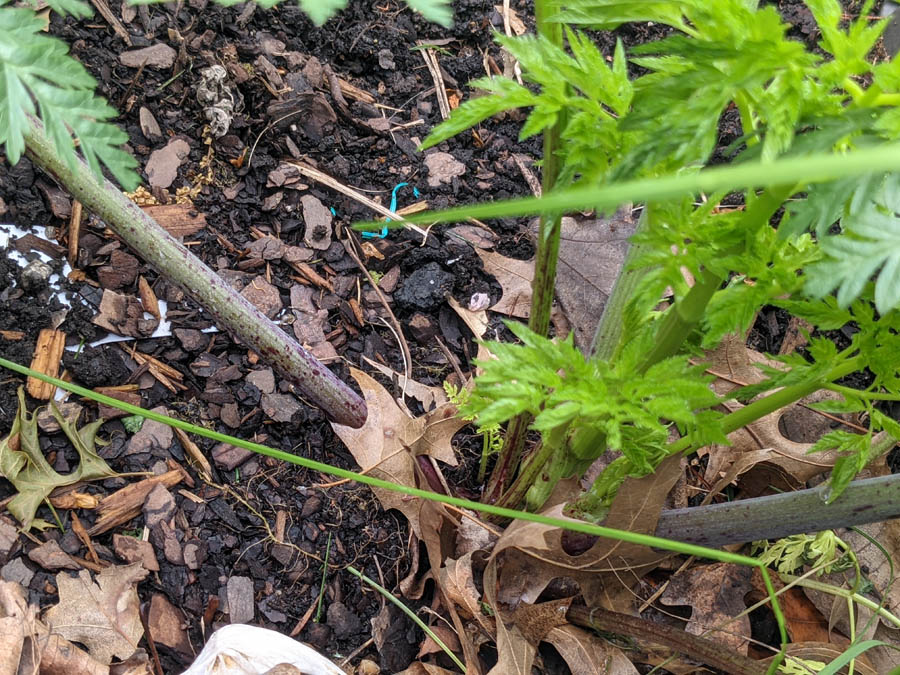 Purple spotted hemlock stem of poisonous weed in backyard garden bed