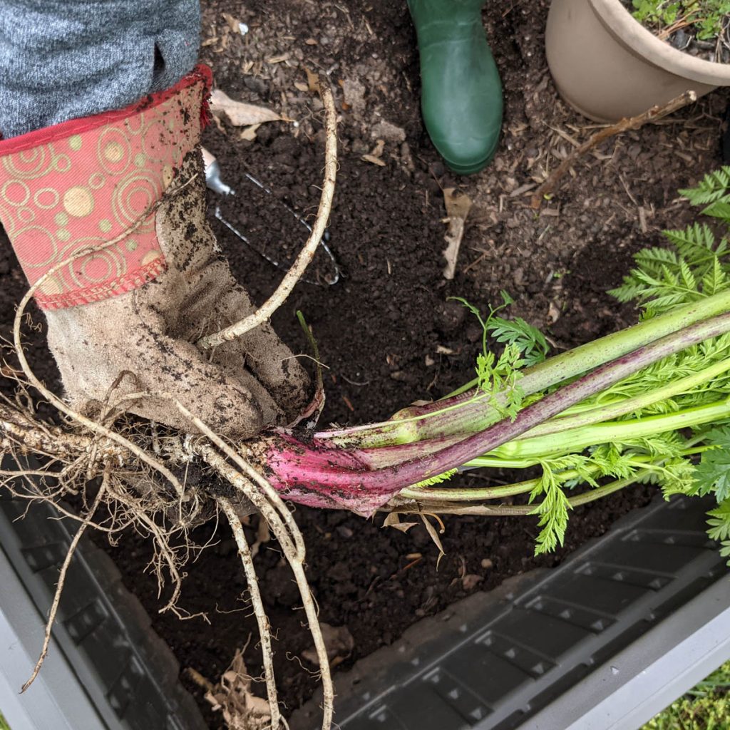 Removing Poison Hemlock in a Raised Garden Bed Gloved Hand Holding Highly Toxic Plant / Weed with Purple Stem and White Roots