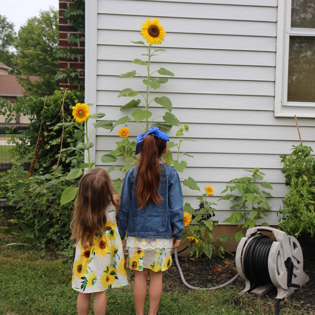 A Sunflower Dress makes the perfect garden inspired outfit for so many delightful occasions. Sweet sisters stand staring at flowers in sunflower dresses.