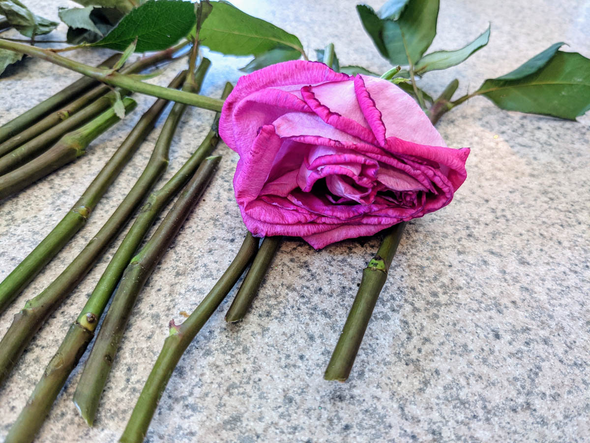 What do rose cuttings look like? These are stem cuttings of pink roses on the counter.