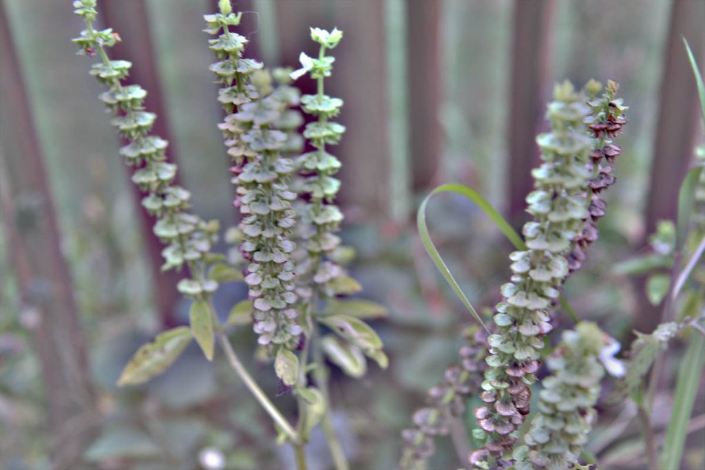 What Do Basil Seed Pods Look Like? Here they are!