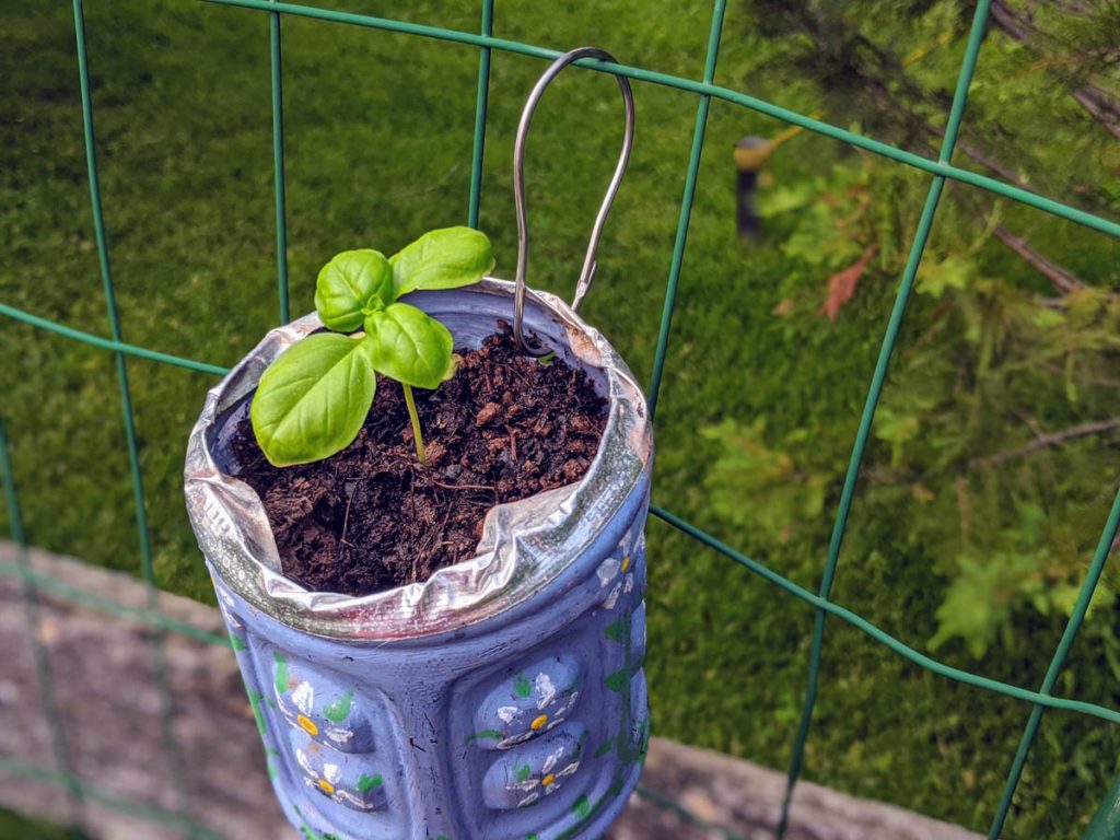 Basil Seedling in Fence Herb Garden Planter