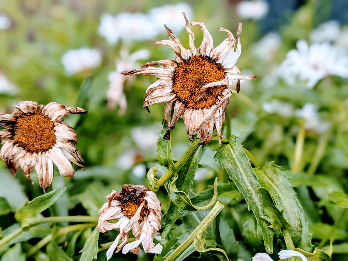 Brown spent daisy blooms ready for deadheading