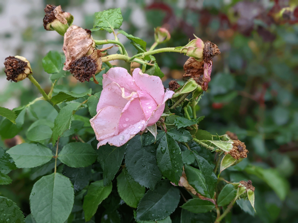 Light Pink Rose Bush Needs Deadheading