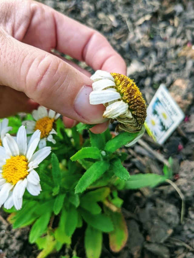 How to Deadhead Daisies Continuous Summer Blooms Bunny's Garden