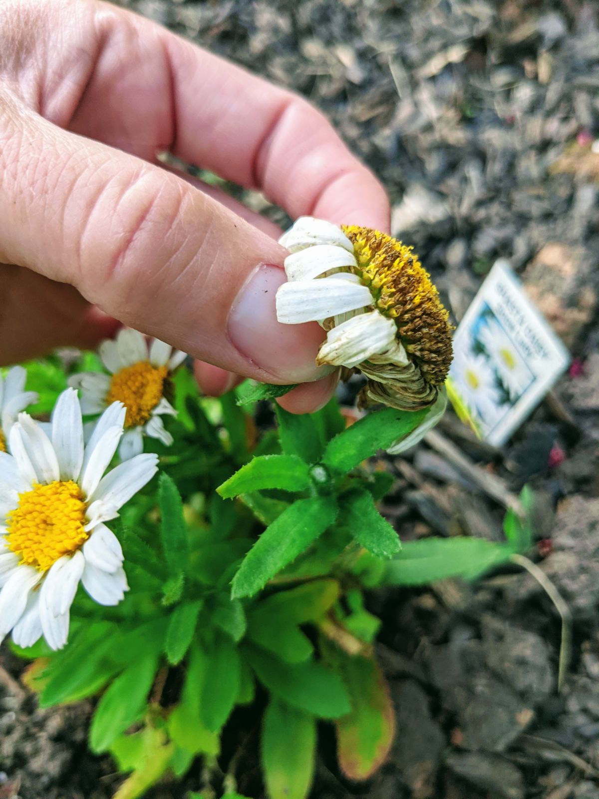 Deadheading Shasta Daisies by Hand