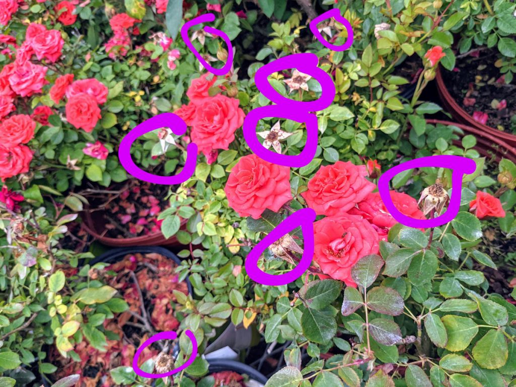 Guide to Deadheading Roses - Image of rosebush that needs deadheading with purple markup drawn on