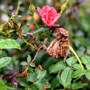 How to Deadhead Roses | Magnificent Repeat Blooms