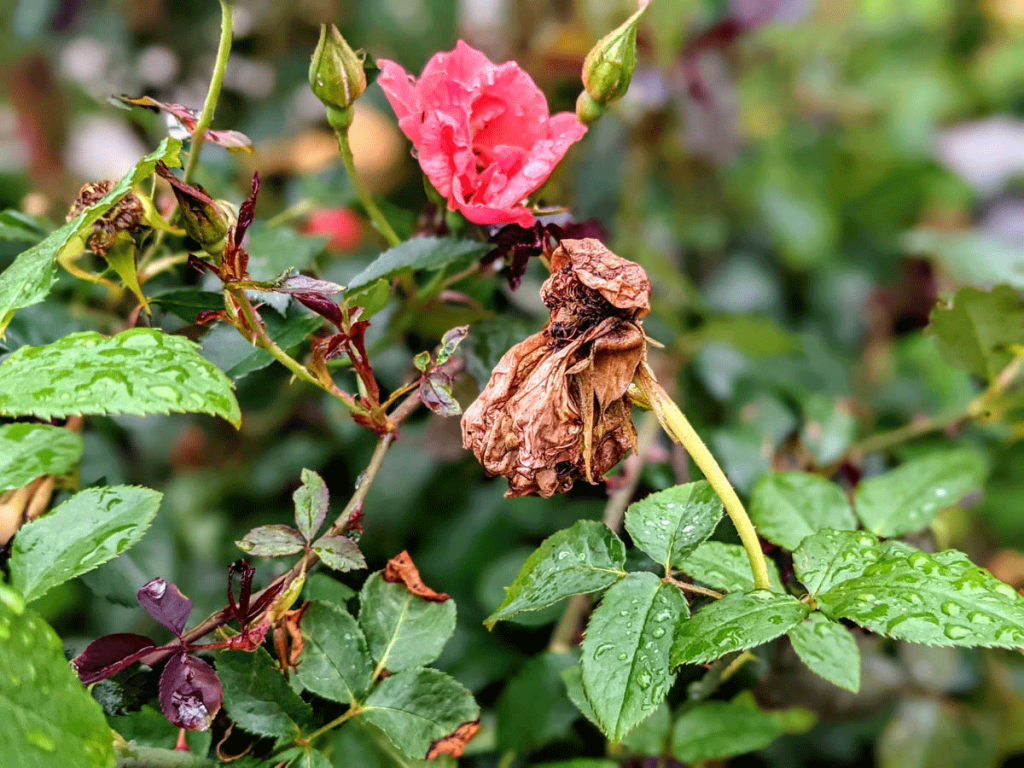 Pink Coral Rose - Need to Deadhead Roses