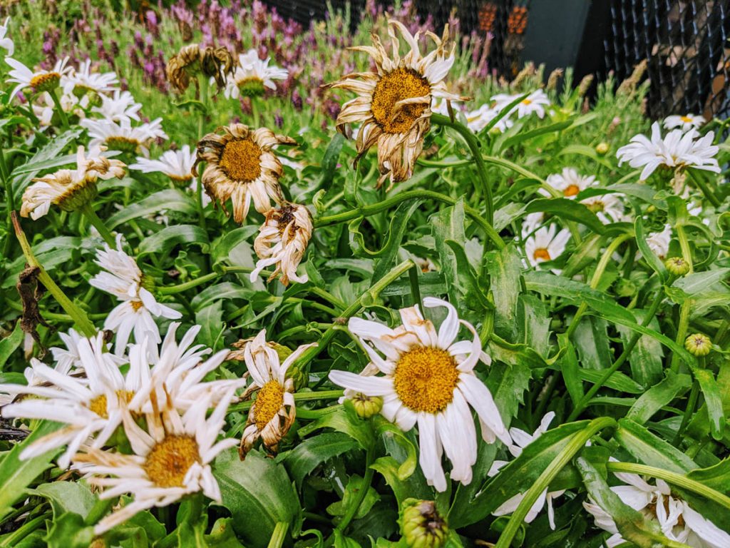Deadheading Daisies - Remove Spent Blooms from Shasta Daisies
