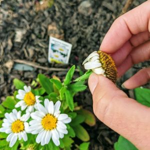 How to Deadhead Daisies | Continuous Summer Blooms
