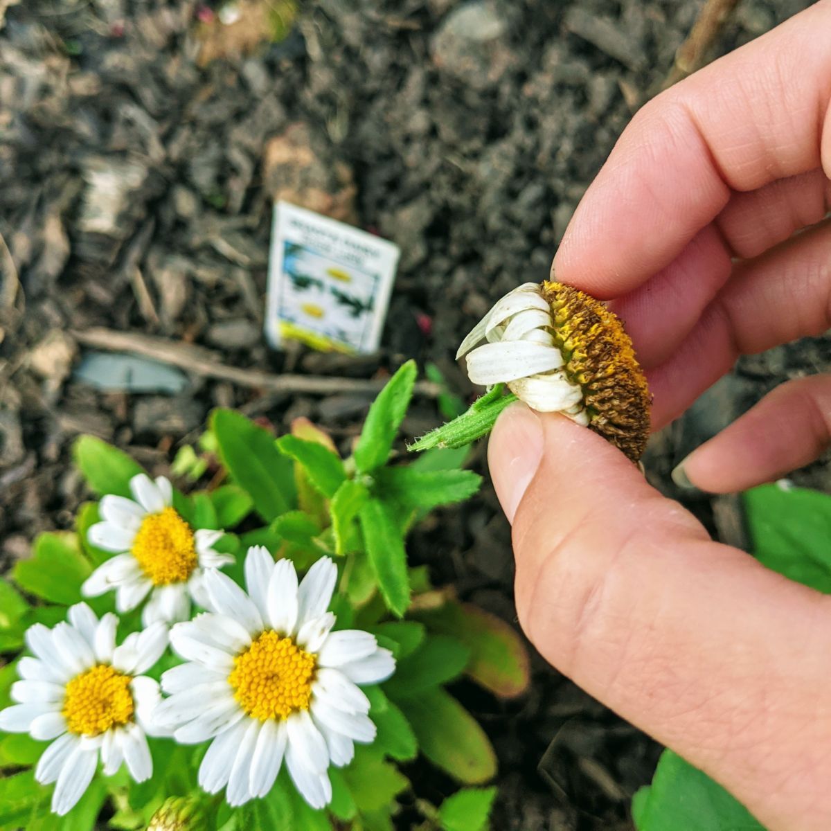 Removing spent blooms - deadheading Shasta Daisy