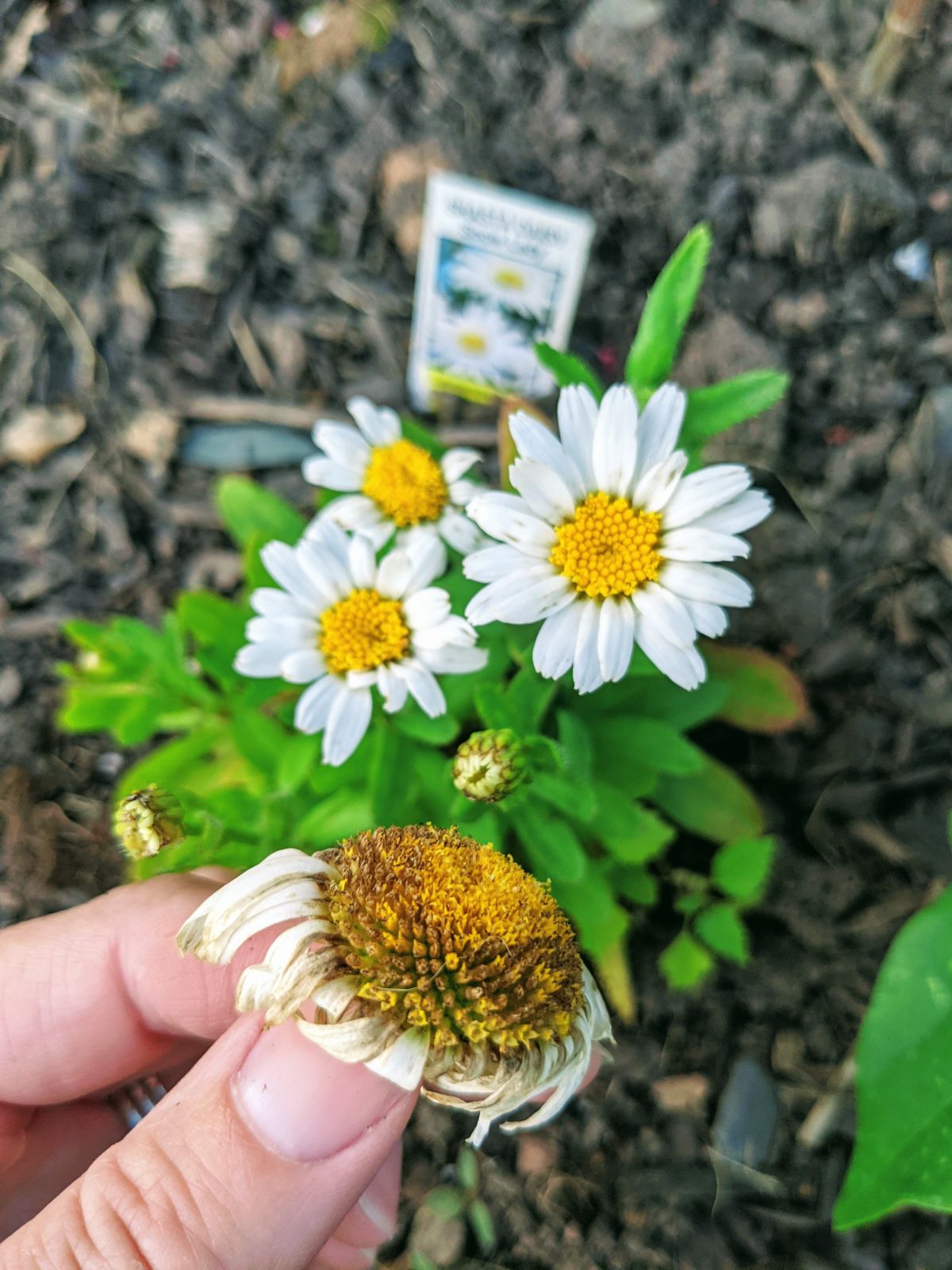 Pinching daisies to remove deadheads