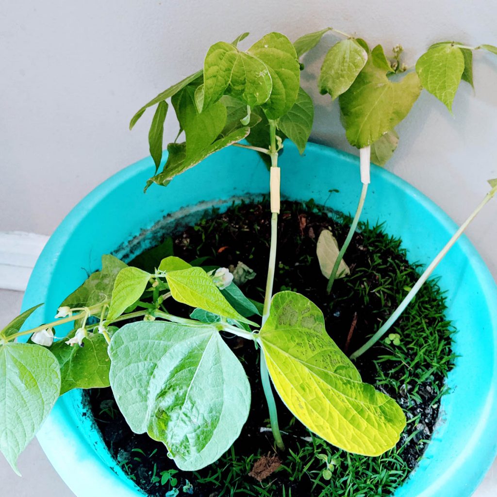 Leggy Seedlings - Bean Seedlings in a Turquoise Flower Pot with Masking Tape on the Stems