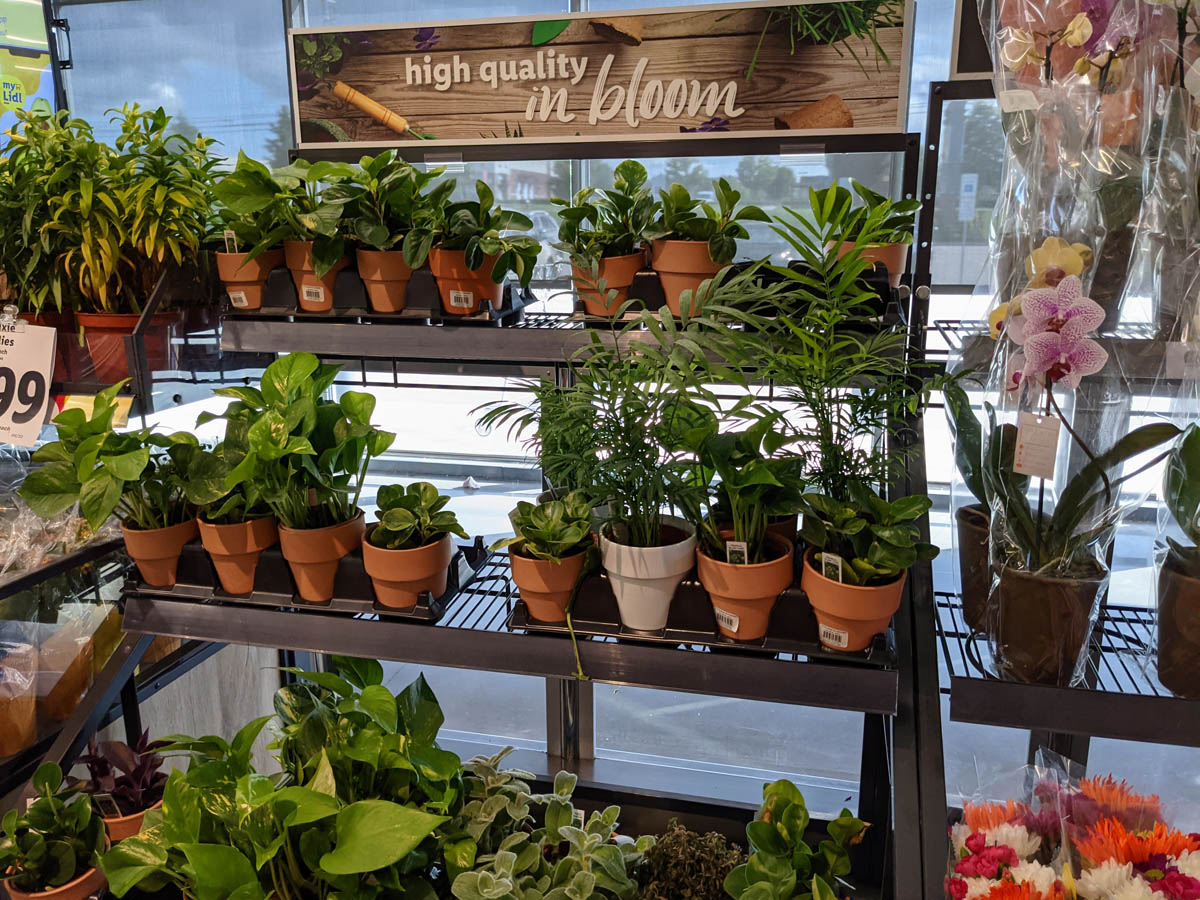 Lidl Indoor Plants for Sale - Rack with High Quality in Bloom Sign