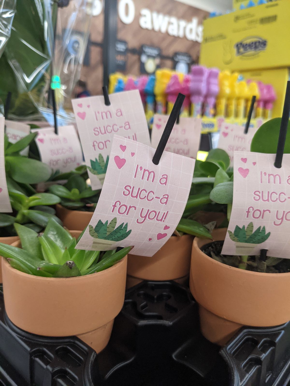 Lidl Valentine's succulent pots with text "I'm a Succ-a for You"